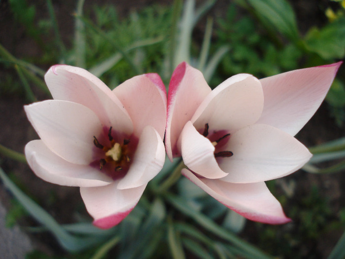 Tulipa Peppermint Stick (2011, April 29)