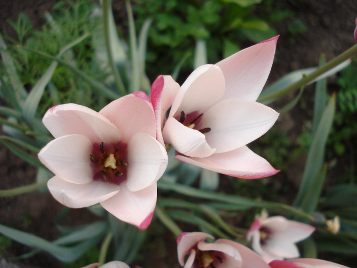 Tulipa Peppermint Stick (2011, April 29)