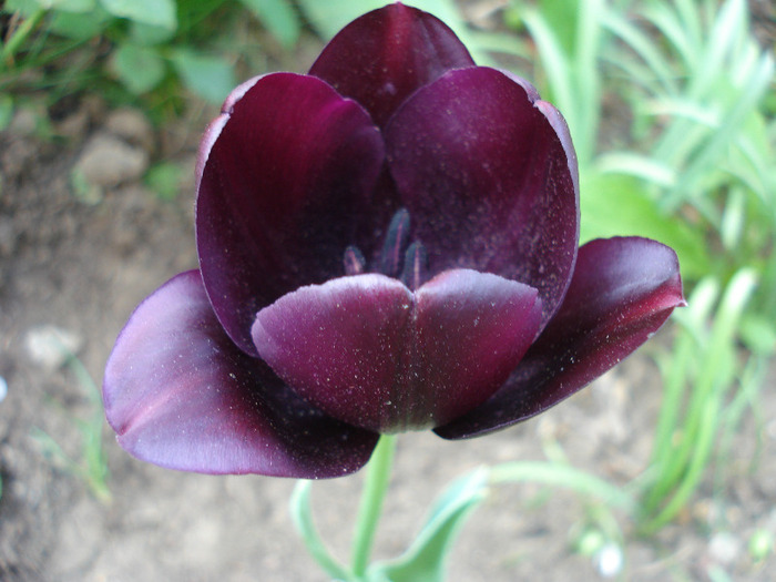 Tulipa Queen of Night (2011, April 29) Tulipa Queen of Night (2011, April 29)