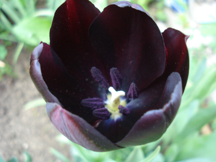 Tulipa Queen of Night (2011, April 29)