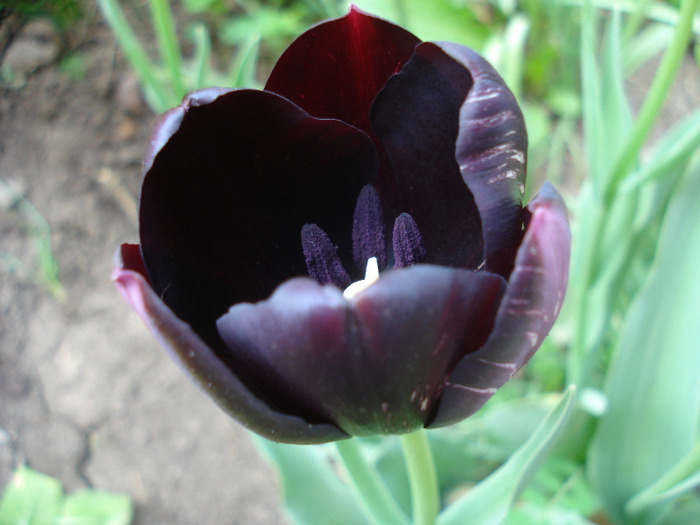 Tulipa Queen of Night (2011, April 29) - Tulipa Queen of Night