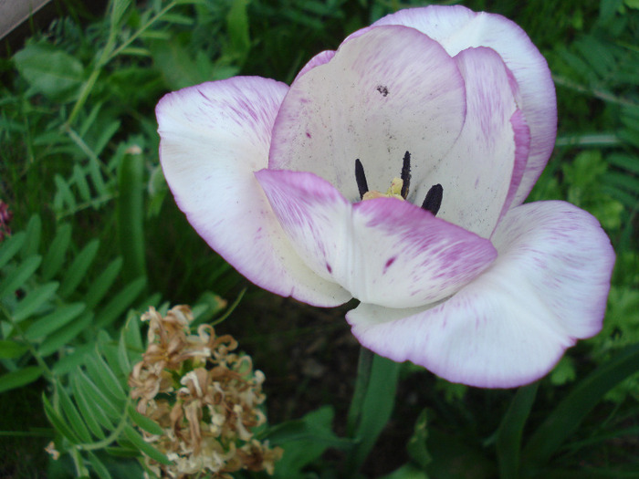 Tulipa Shirley (2011, April 29)
