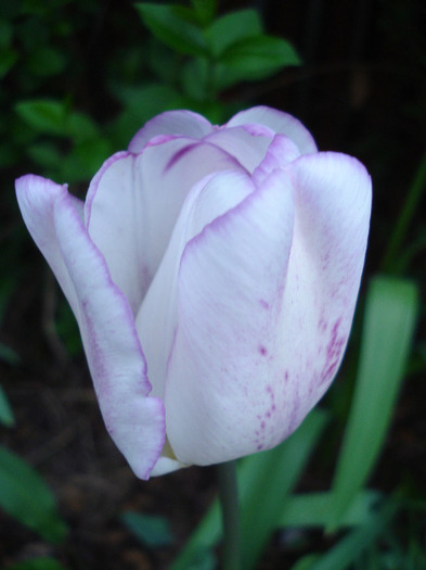 Tulipa Shirley (2011, May 01)