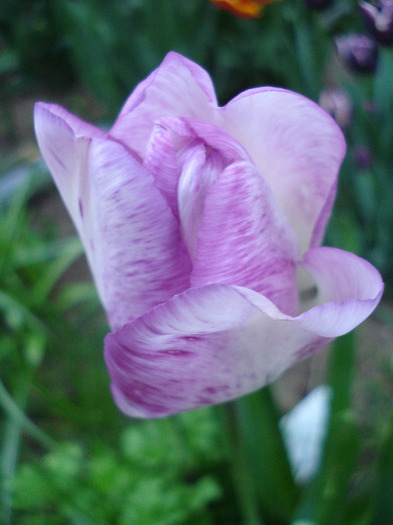 Tulipa Shirley (2011, May 01)