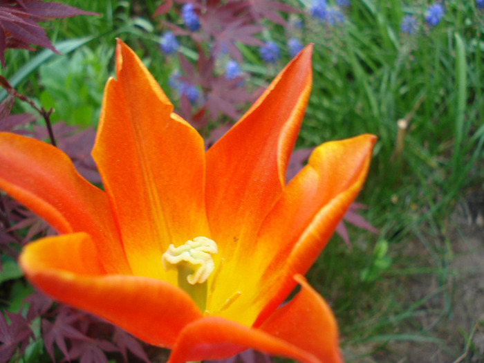 Tulipa Synaeda Orange (2011, April 29) - Tulipa Synaeda Orange