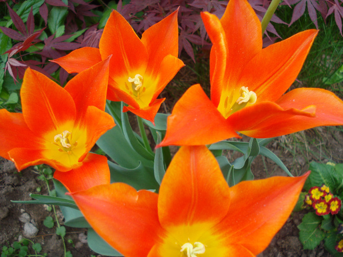 Tulipa Synaeda Orange (2011, April 29) - Tulipa Synaeda Orange