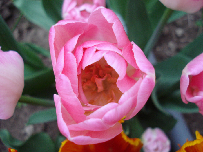 Tulipa Upstar (2011, May 01) - Tulipa Upstar