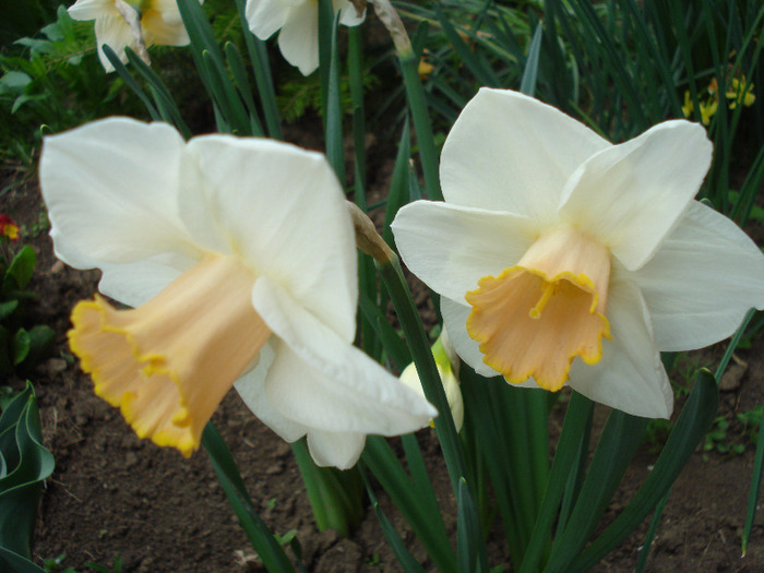 Daffodil Salome (2011, April 27) - Narcissus Salome