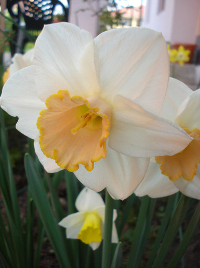 Daffodil Salome (2011, April 29) - Narcissus Salome