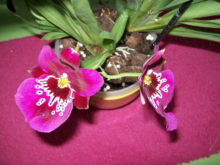 orhidee 068 - Miltonidium-Miltoniopsis