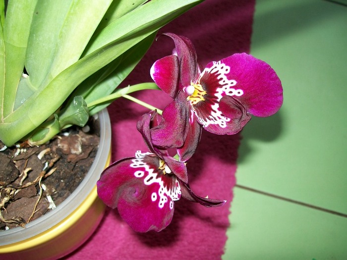 orhidee 069 - Miltonidium-Miltoniopsis