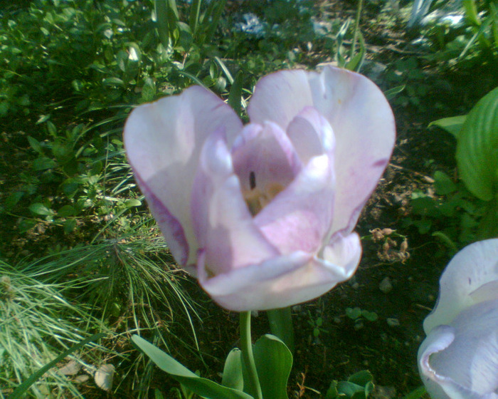 Picture 007 - Lalele