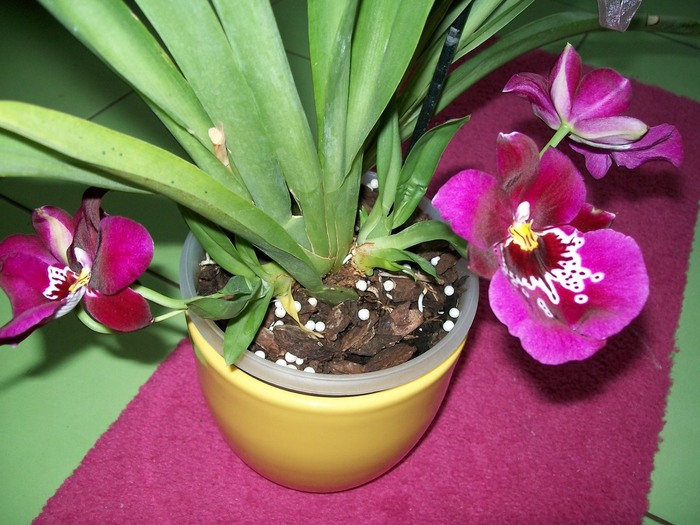 orhidee 070 - Miltonidium-Miltoniopsis