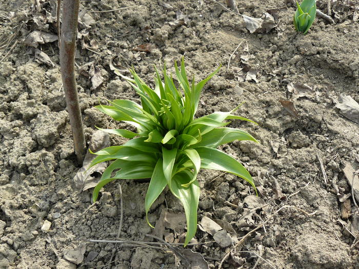 P1010204 - Fritillaria imperialis