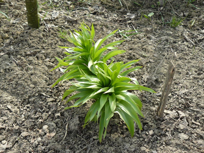 P1010206 - Fritillaria imperialis