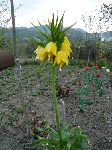 P1010209; Prima incantare a primaverii din gradina

