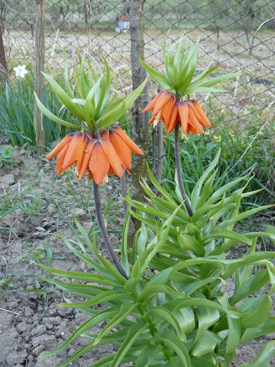 P1010214 - Fritillaria imperialis