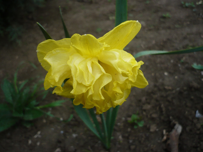 P1060746 - GRADINA 2011