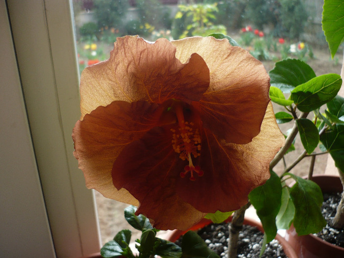 P1060760 - HIBISCUSI 2011-1
