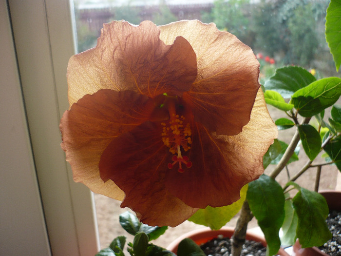 P1060762 - HIBISCUSI 2011-1