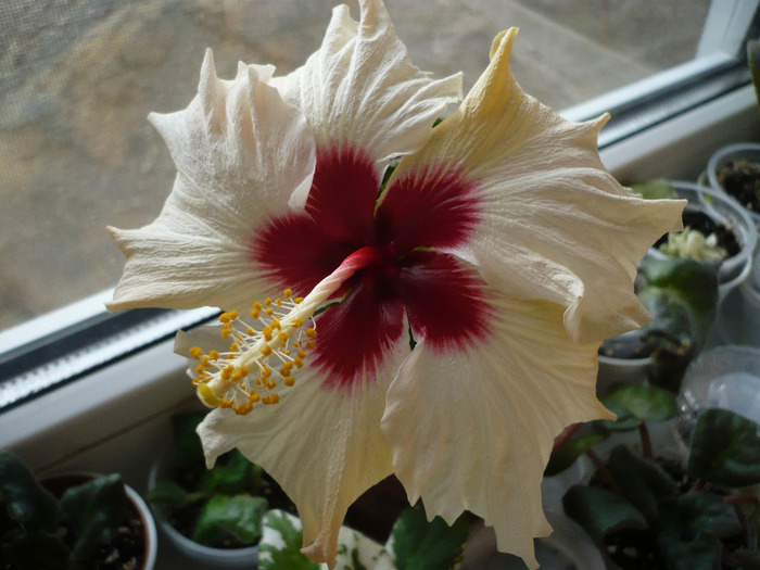 P1060763