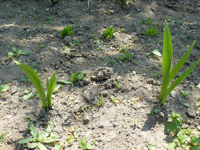 P1010228 - Gladiole