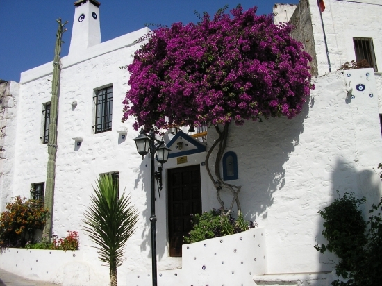  - Bougainvillea