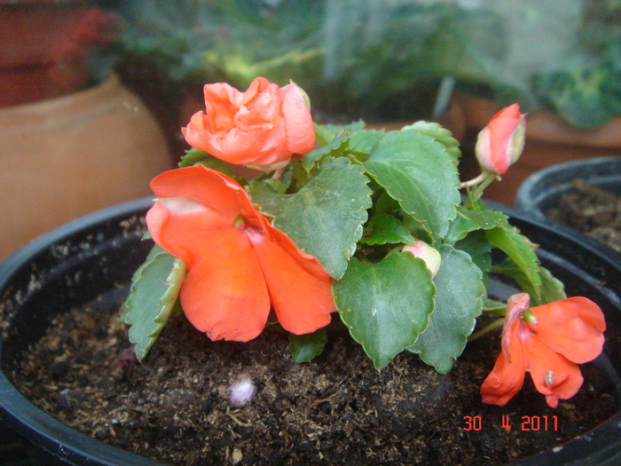 impatiens corai