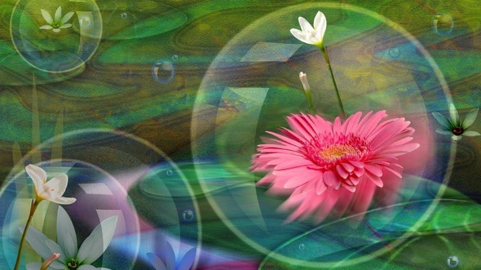 Flowers Backgrounds - abstract