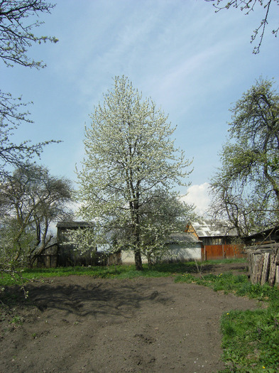 30 aprilie 2011 009 - primavara 2011-ocea