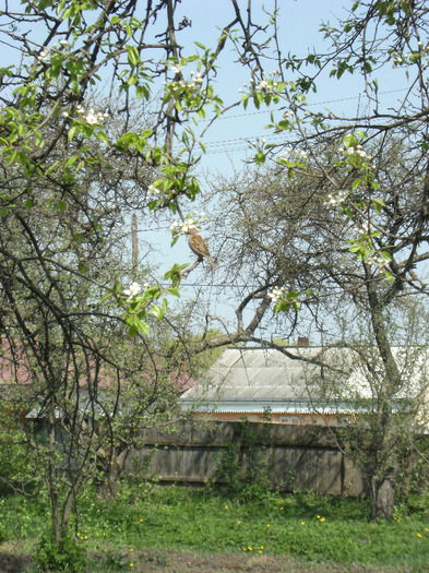 30 aprilie 2011 013 - primavara 2011-ocea