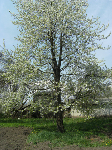 30 aprilie 2011 014 - primavara 2011-ocea