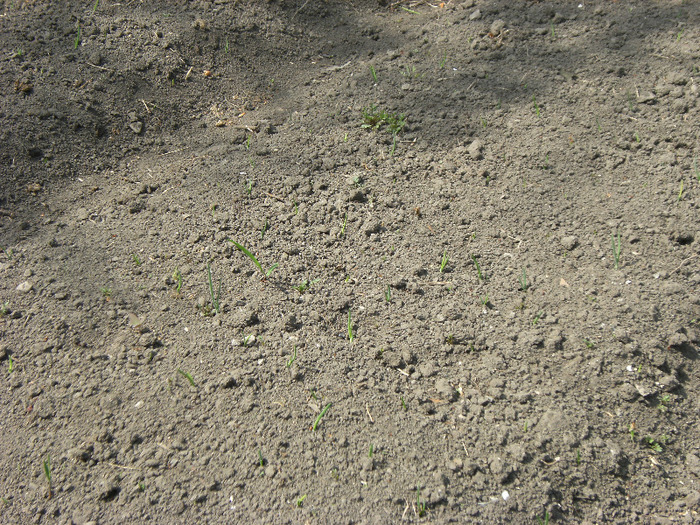 30 aprilie 2011 016 - primavara 2011-ocea