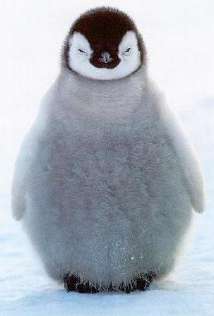 pinguin - Pinguini