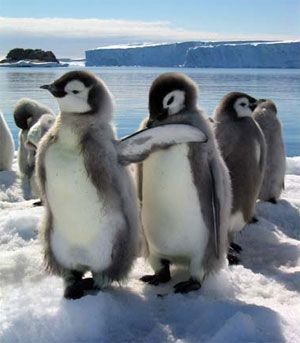 PINGUINI DIN ANTARCTICA