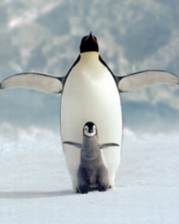 pinguini - Pinguini