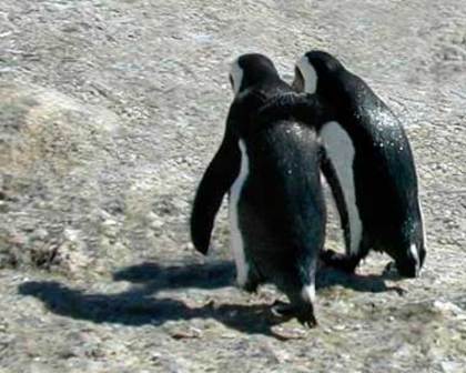 pinguini-prieteni - Pinguini