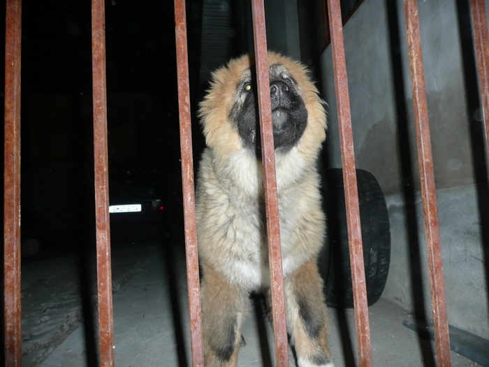 Picture 016 - album poze porumbei ornament si agrement