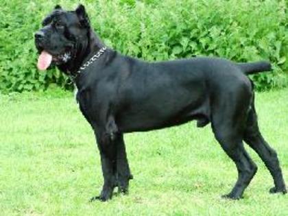 Cane Corso - Rase de caini