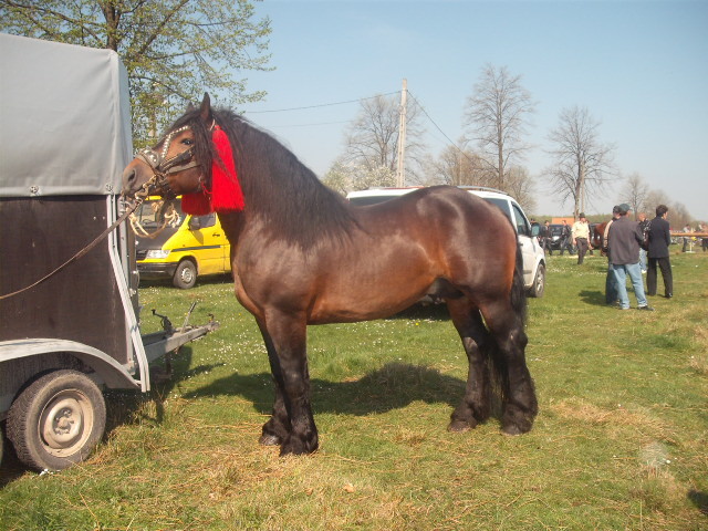 murg paltinu sv - expozitie cai horodnic 2011