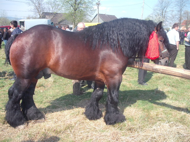 murg poiana micului sv - expozitie cai horodnic 2011