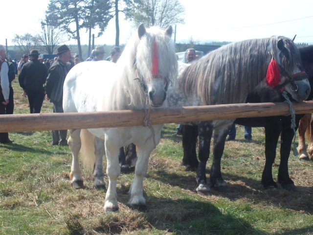 bucuresteni - expozitie cai horodnic 2011
