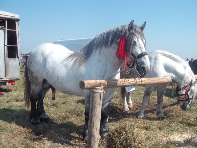 brasoveni - expozitie cai horodnic 2011