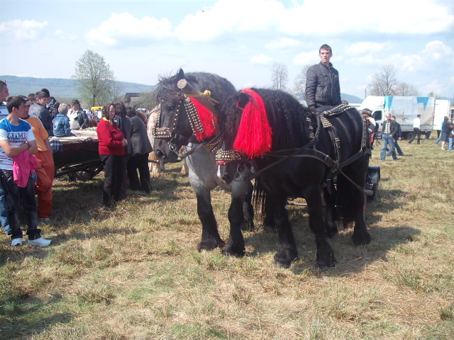 DSCF1334 - expozitie cai horodnic 2011