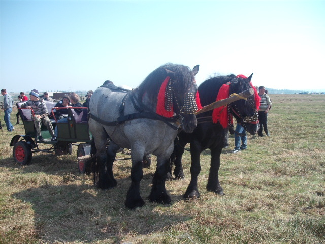 DSCF1339 - expozitie cai horodnic 2011
