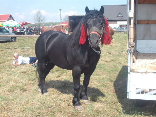 negru din negrileasa sv - expozitie cai horodnic 2011