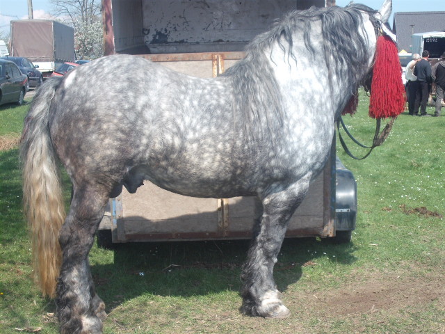 DSCF1343 - expozitie cai horodnic 2011