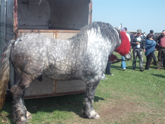 DSCF1344 - expozitie cai horodnic 2011