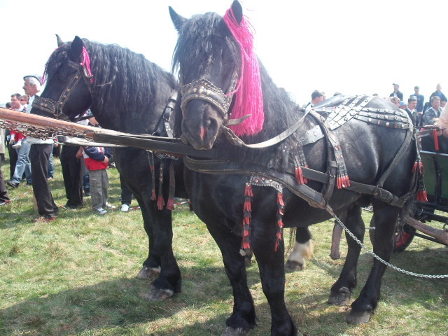 negri marginea sv - expozitie cai horodnic 2011
