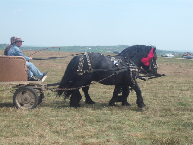 DSCF1360 - expozitie cai horodnic 2011